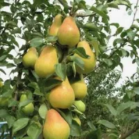 Саженцы Грушы сливолистная