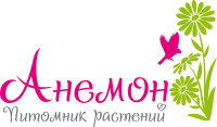 Саженцы винограда "Аркадия Розовая"