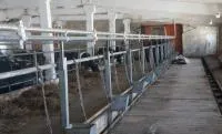 Молокопровод на 200 голов