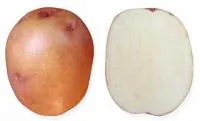 Семенной картофель Жуковский