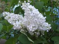 Саженцы Сирени Галина Уланова