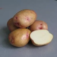 Семенной картофель «Жуковский ранний»