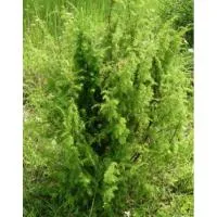 Можжевельник обыкновенный (Juniperus communis subsp. communis var. communis), Трехлетние