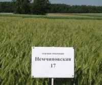 Семена озимой пшеницы Немчиновская 17
