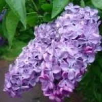 Саженцы сирени Мечта, в контейнере
