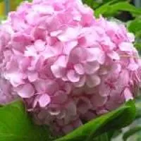 Саженцы гортензии розовой, в контейнере