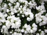Саженцы жасмина садового Сноубель, 40-60 см, ЗКС, контейнер 2 л, 3-х летние