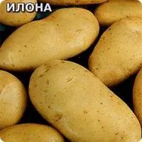 Картофель Илона 0,02Г Среднеранний Седек