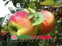 Яблоня Орловим