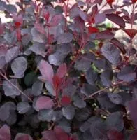 Скумпия кожевенная Royal Purple С2-3