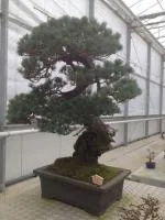 Сосна белая японская Pinus pentaphylla parviflora