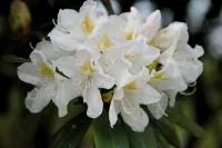 Рододендрон Cunningham's White