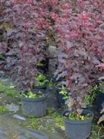 Пузыреплодник калинолистный Physocarpus op.Red Baron, 1,0-1,2м, ОКС, 4лет
