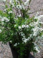 Спирея серая Spiraea x cinerea Grefsheim, 0,8-1,2м, с5, 4-5лет