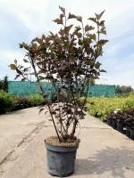Пузыреплодник калинолистный Physocarpus op. Summer Wine, 1,1-1,5м, с7,5, 4-5лет