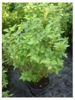 Пузыреплодник калинолистный Physocarpus op.Luteus, 0,5-0,7м, ОКС, 3-4лет