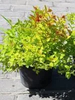 Спирея японская Spiraea japonica Goldflame, 0,3-0,5м, с3, 3-4лет