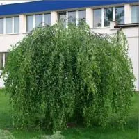 Береза бородавчатая Youngii 14/16/18, РА 2,4-2,5м, с46, 12-16лет