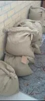 Семена Ели