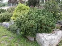 Саженцы Сосна горная Лаурин