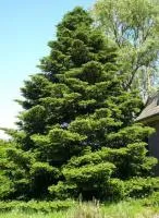 Саженцы Пихта корейская Glauca