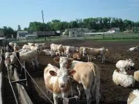 Племенной КРС Симментальской породы