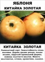 Саженцы яблони "Китайка золотая"