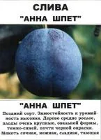 Саженцы сливы "Анна Шпет"