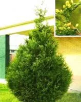 Саженцы Туя западная) 'Aureospicata'