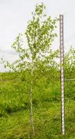 Береза повислая; Betula pendula