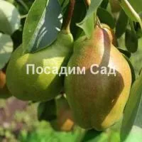 Саженцы груши Чудесница