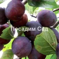 Саженцы сливы Этюд