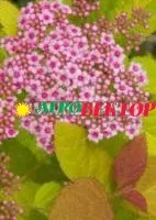 Саженцы Спирея японская Дабл Плэй
