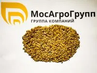 Яровой ячмень Гонар