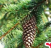 Саженцы кедра европейский (Pinus cembra)