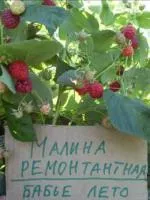Саженцы малины "Бабье лето"