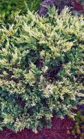 Можжевельник горизонтальный "Andorra Variegata"