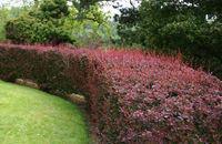 Барбарис Тунберга "Атропурпуреа"(Berberis thunbergii 'Atropurpurea')