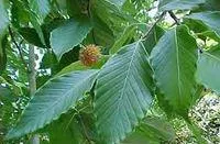 Бук крупнолистный (Fagus grandifolia)